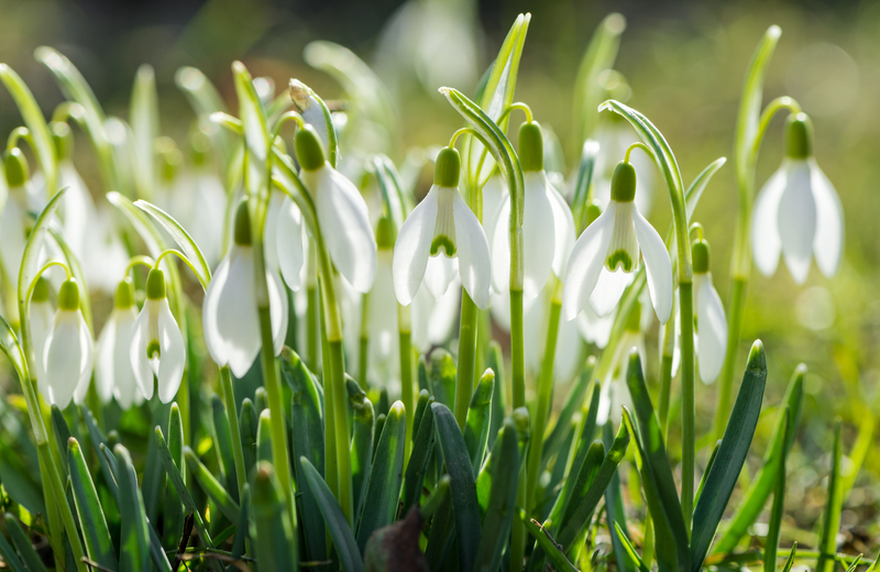 Garden lawn